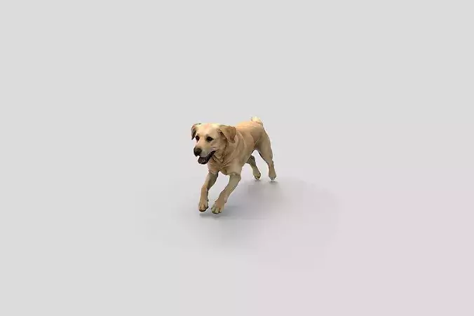 Realistic Labrador Running Dog 3D Model