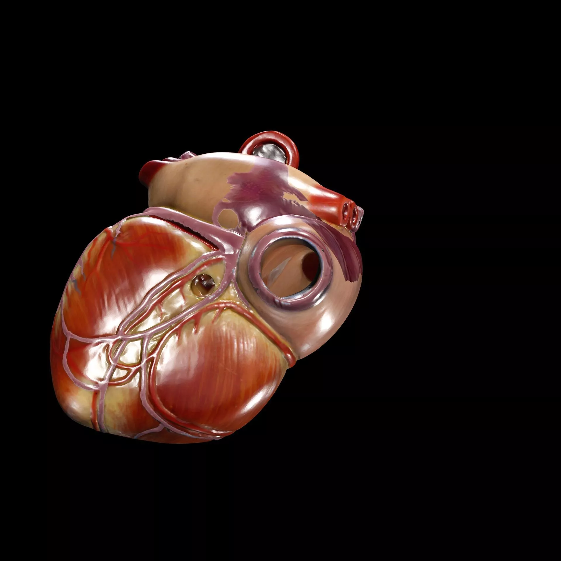 HEART CORAZON ANATOMY SKELETON SISTEMA 3D print model