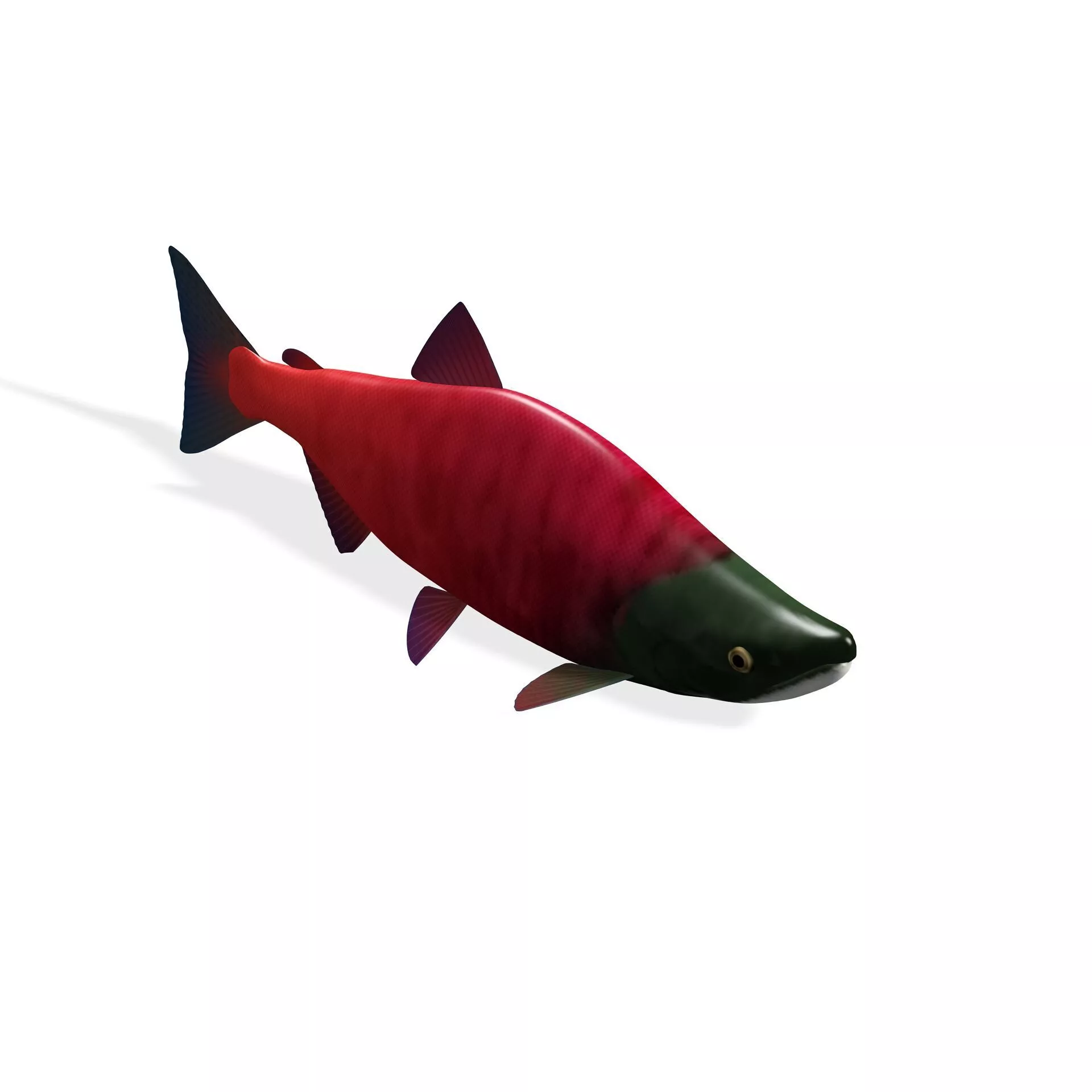 FISH SALMON RED Free 3D print model