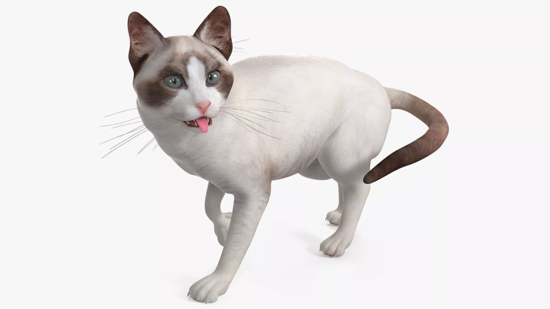 Ragdoll Cat Rigged 3D model