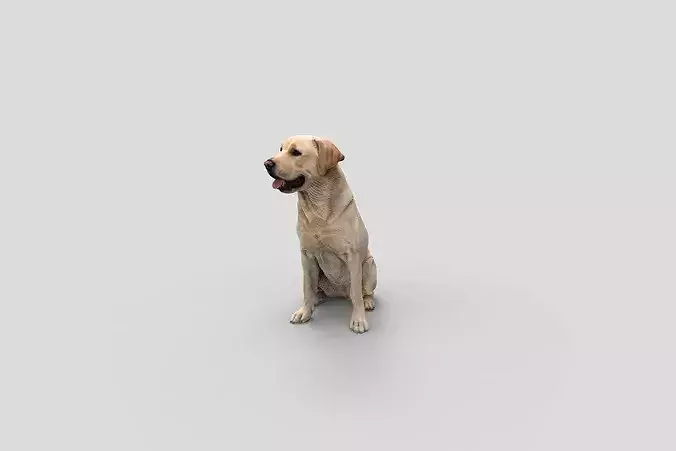 Realistic Labrador Sitting Dog 3D Model