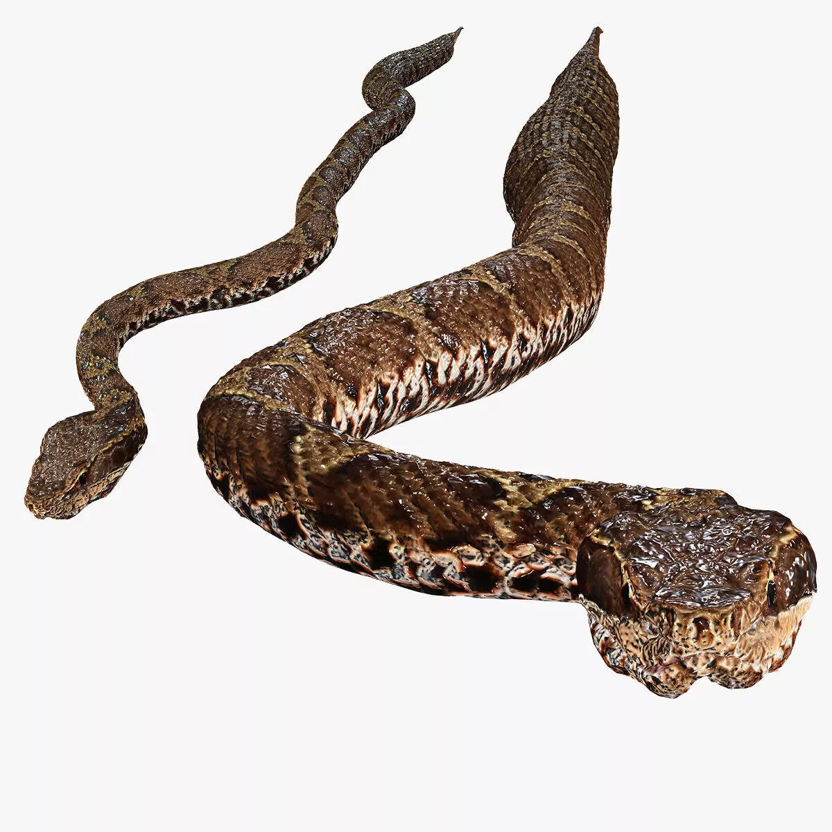 VIPER Snake WATER RIVER REPTILE OCEAN SEA Anatomy Low-poly 3D model