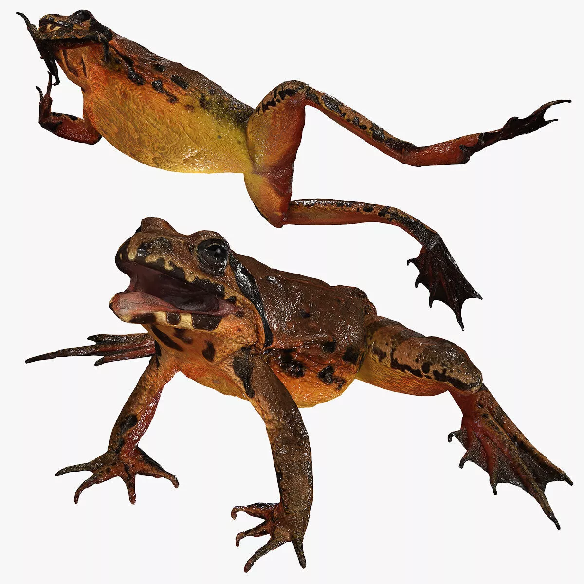 FROG Mountain Brown Frog REPTILE Fish River Low-poly 3D model