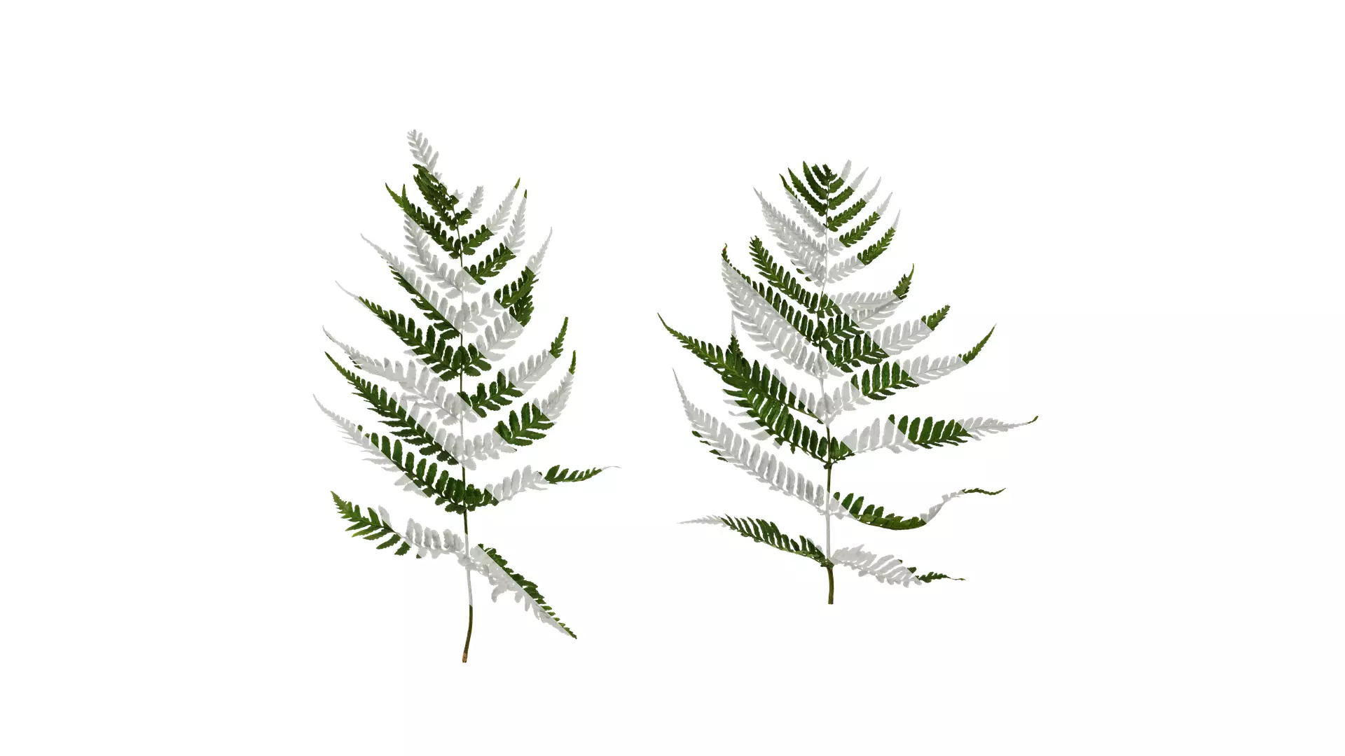 Anydrafts Dryopteris sordidipes Atlas 01 Texture