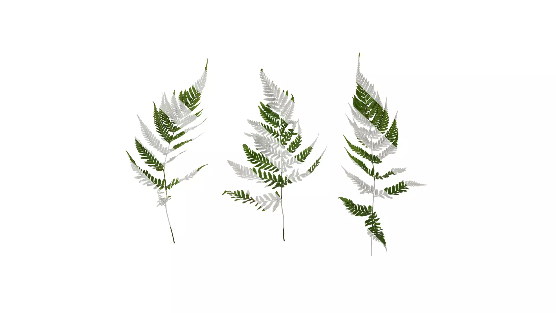 Anydrafts Dryopteris sordidipes Leaf 01 Texture