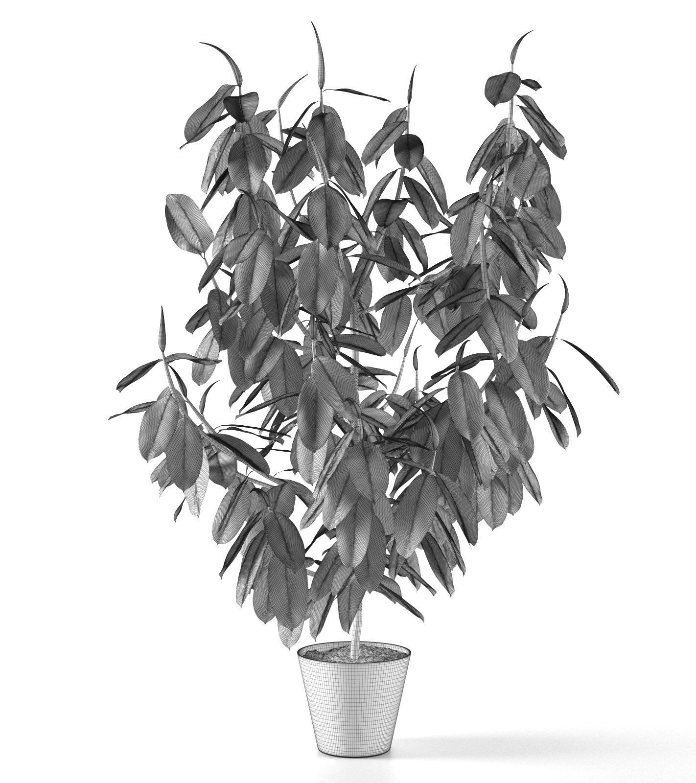 Ficus Tree 3D model_4