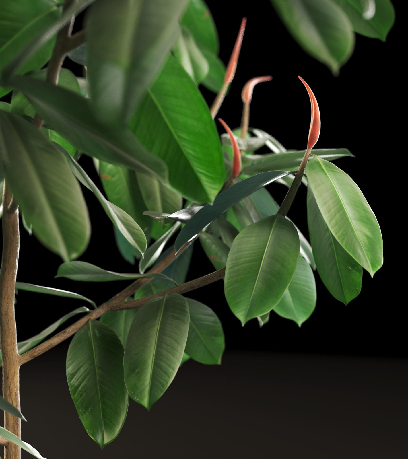 Ficus Tree 3D model_3