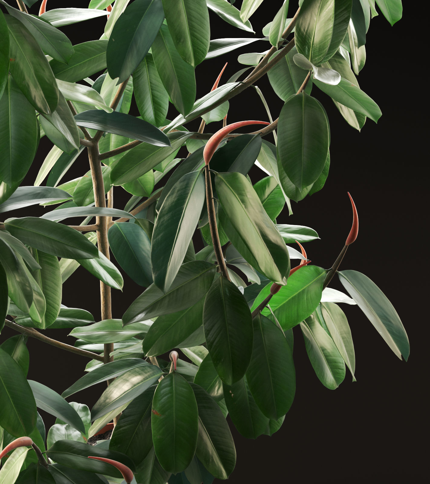 Ficus Tree 3D model_1