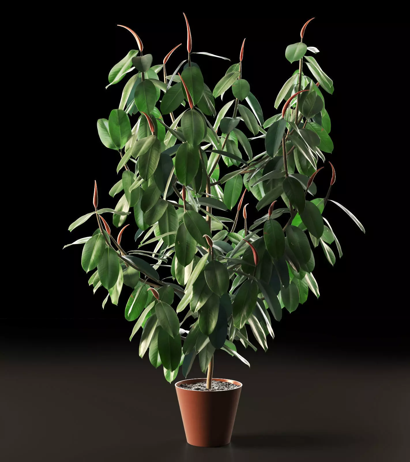 Ficus Tree 3D model_0