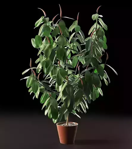 Ficus Tree