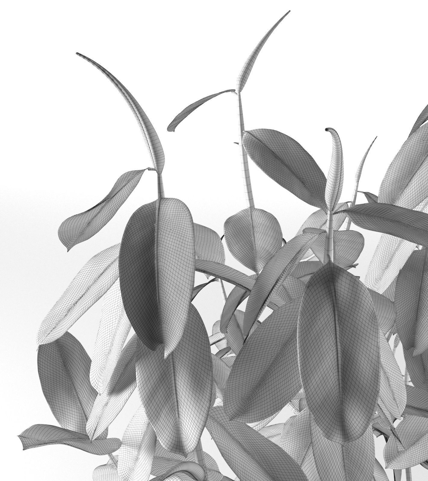 Ficus Tree 3D model_5