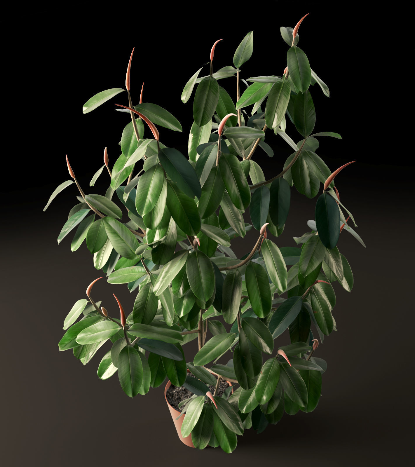 Ficus Tree 3D model_2