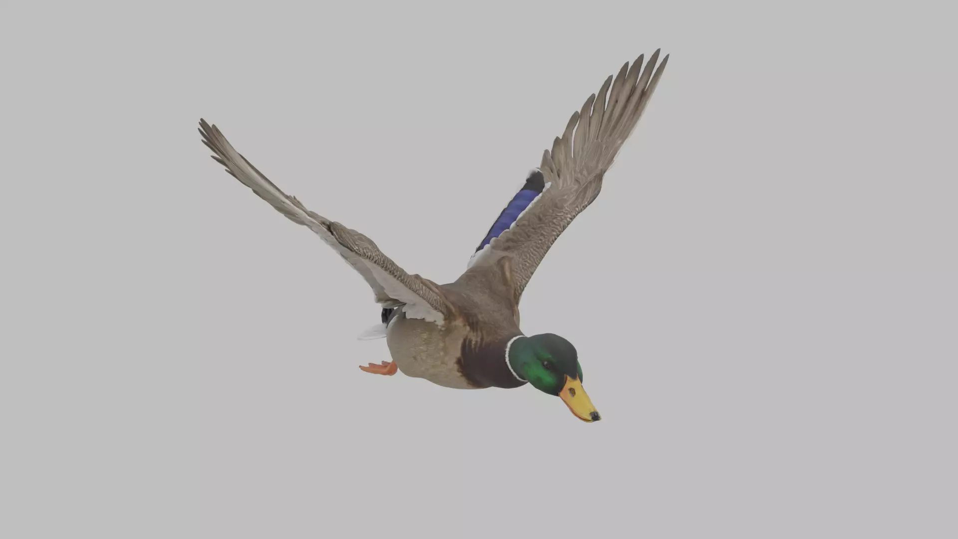 Mallard Duck Flying Open Wings 3D Model - High Quality 3D Model Low-poly 3D model