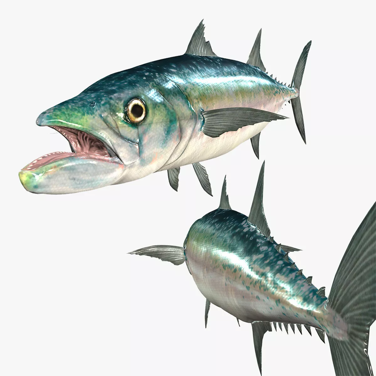 Barbus Fish River Water OCEAN SEA 3D Model TUNA 3D print model