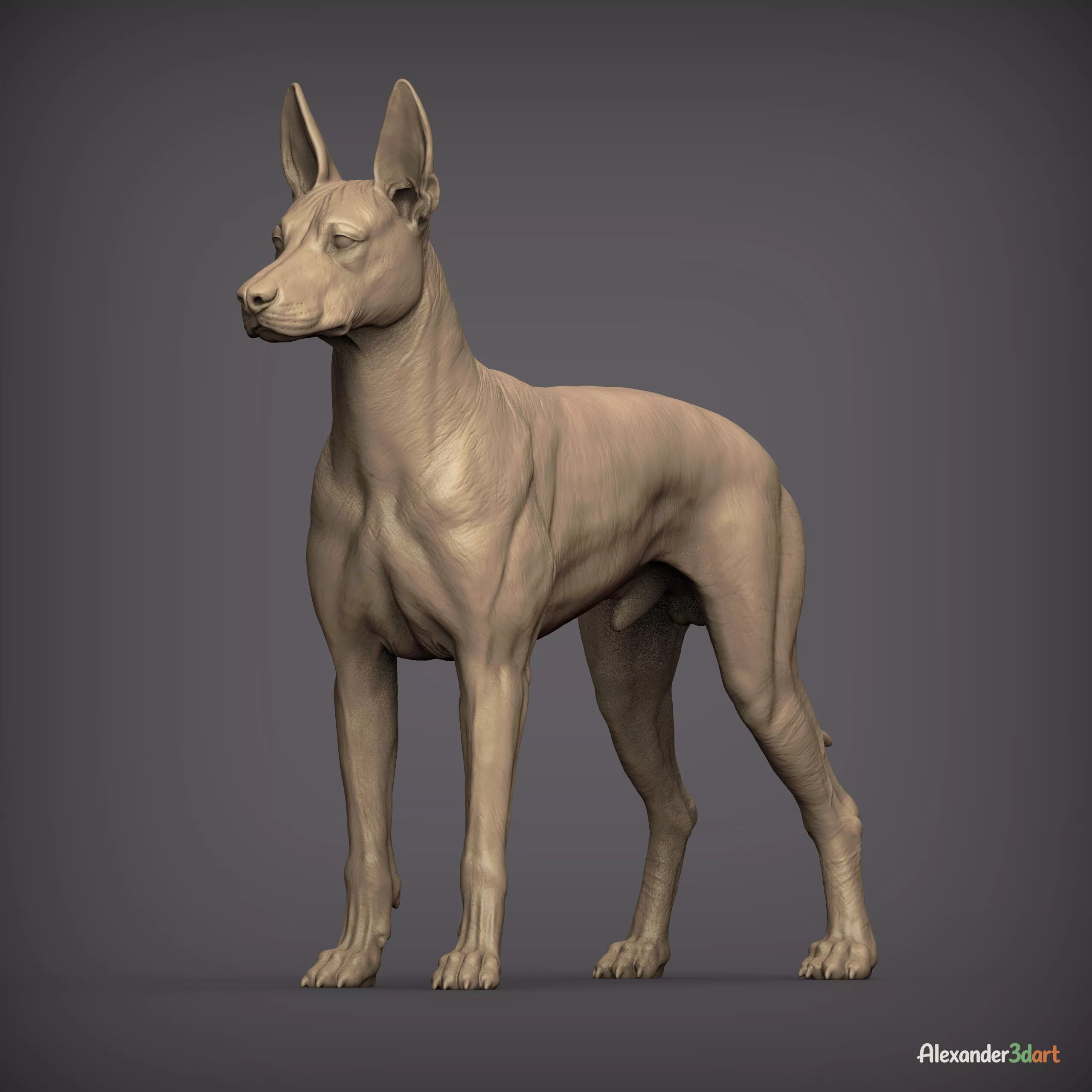 Xoloitzcuintli Dog STL for 3D Printing 3D print model