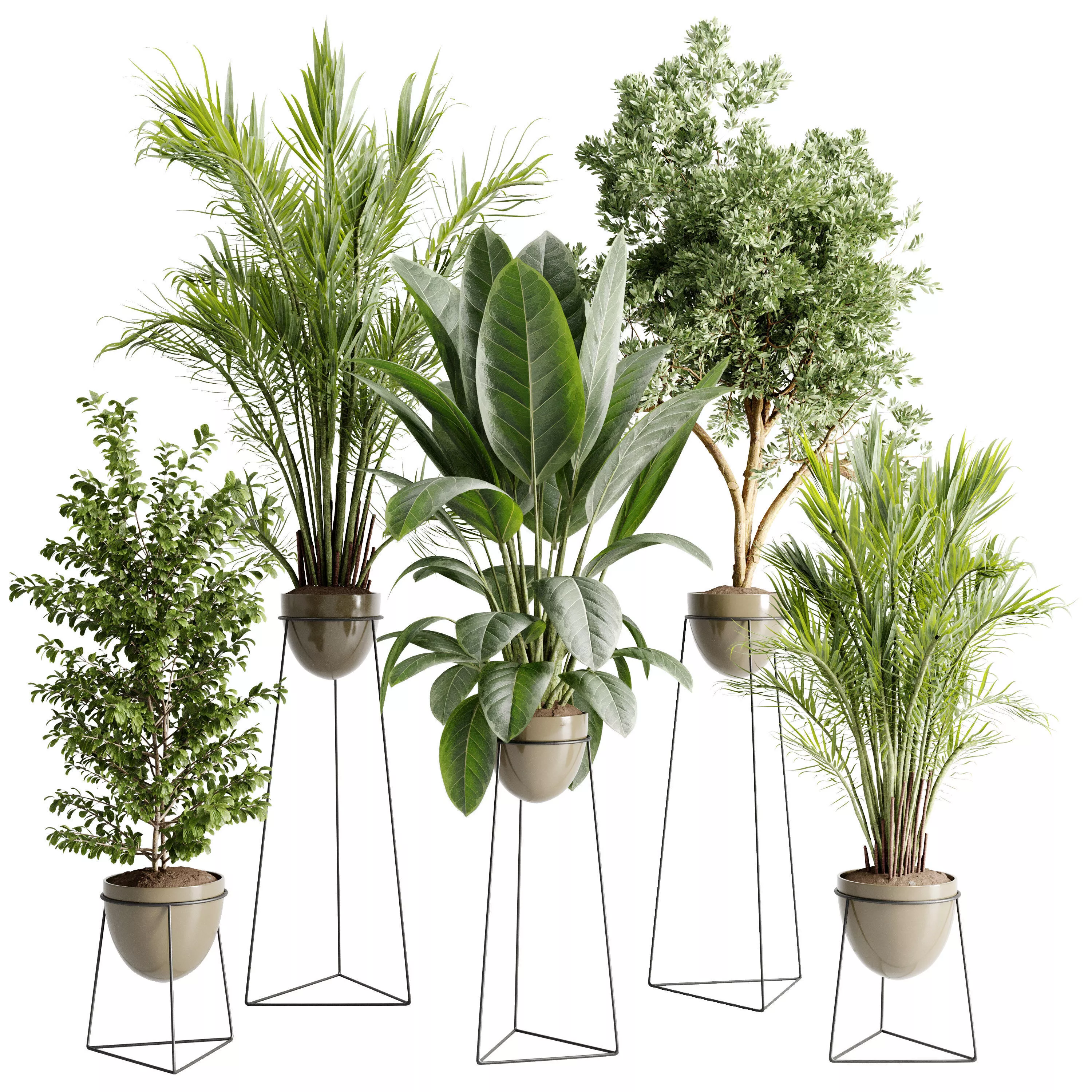 Ficus elastica palm benjamin plant in a stand Indoor plant 727 3D model