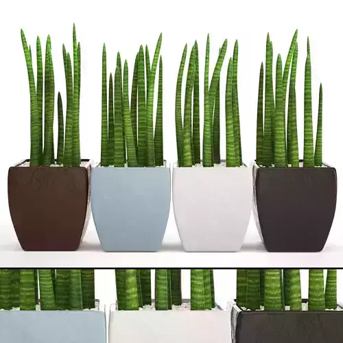 Sansevieria cylindrica set 4 3D model