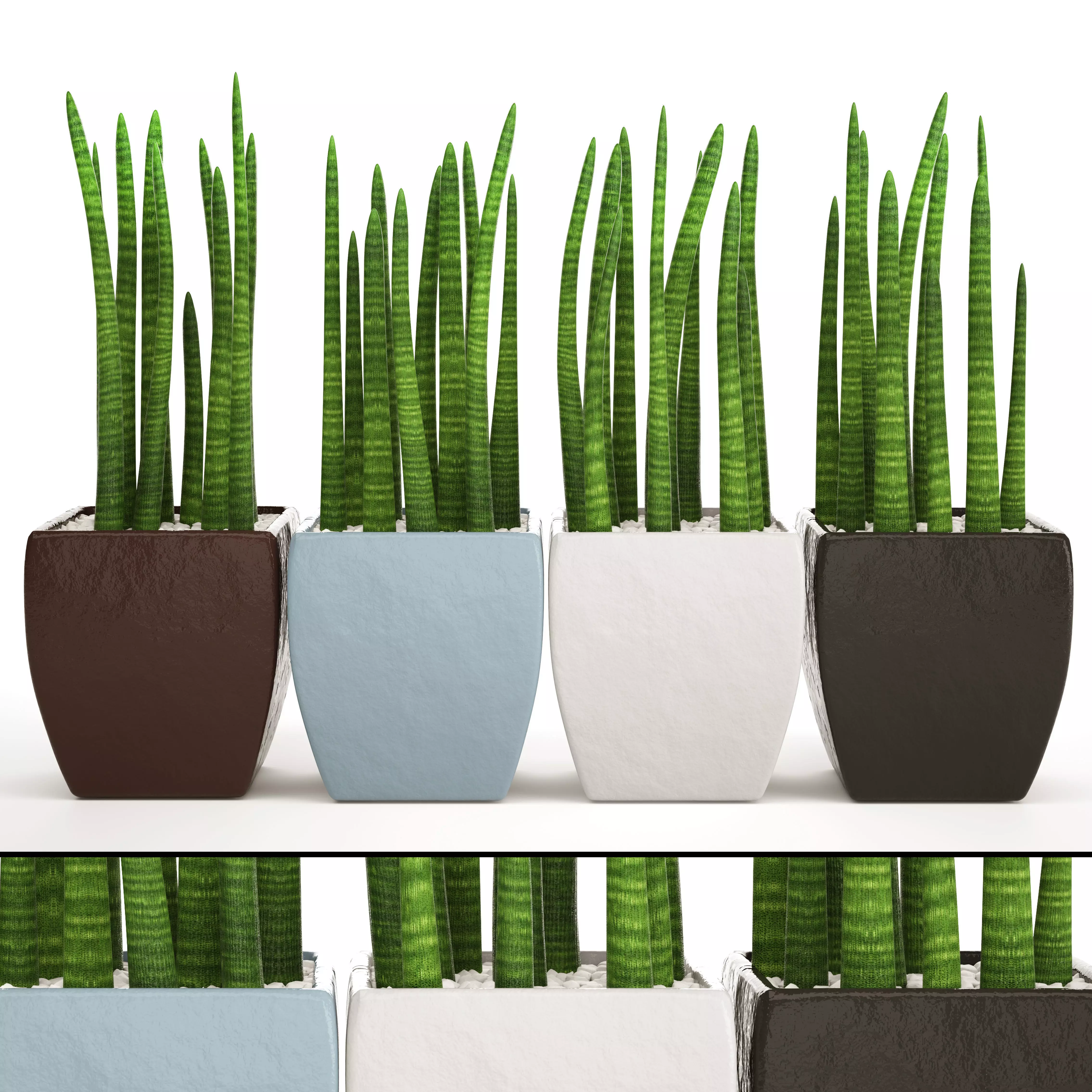 Sansevieria cylindrica set 4 3D model_0
