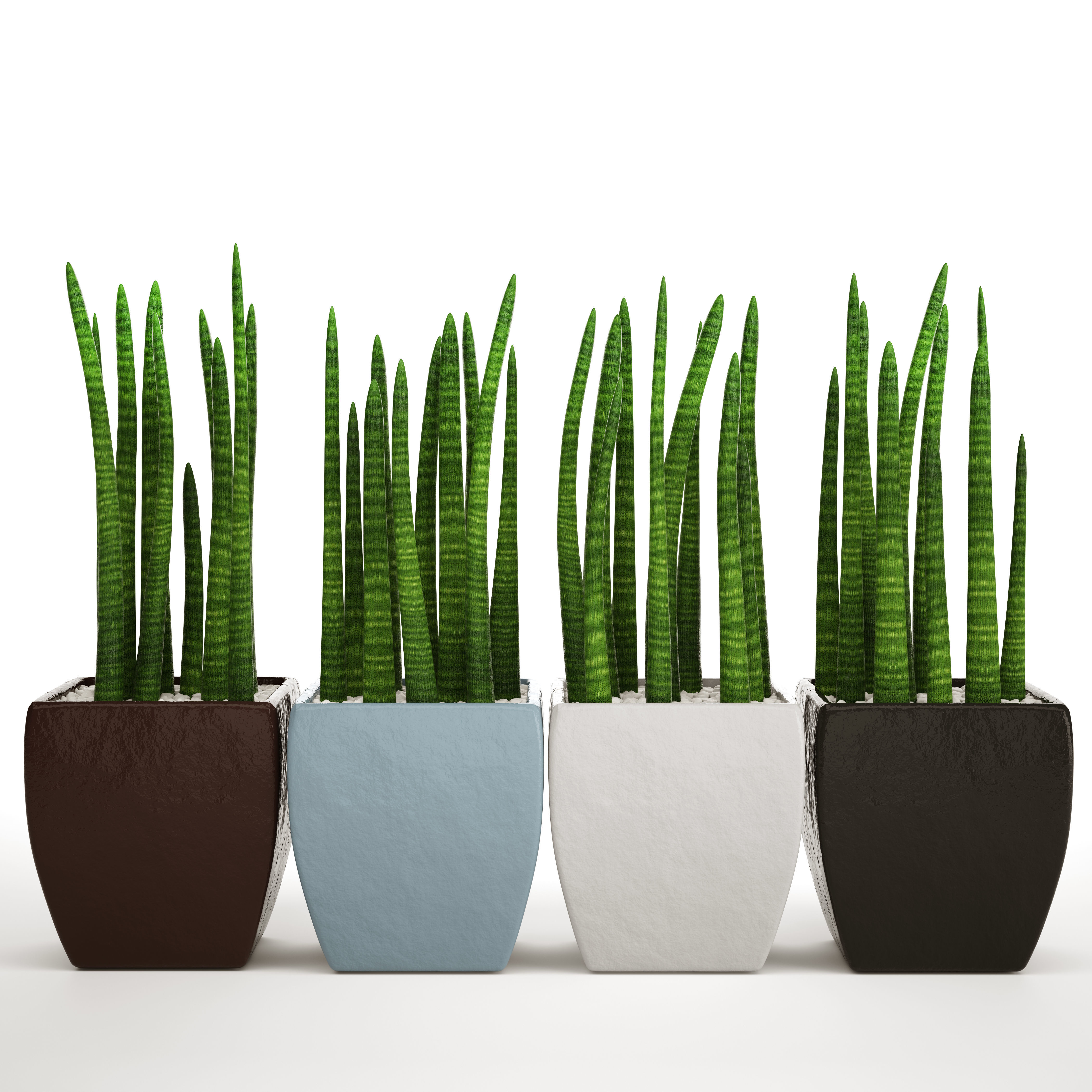 Sansevieria cylindrica set 4 3D model_7