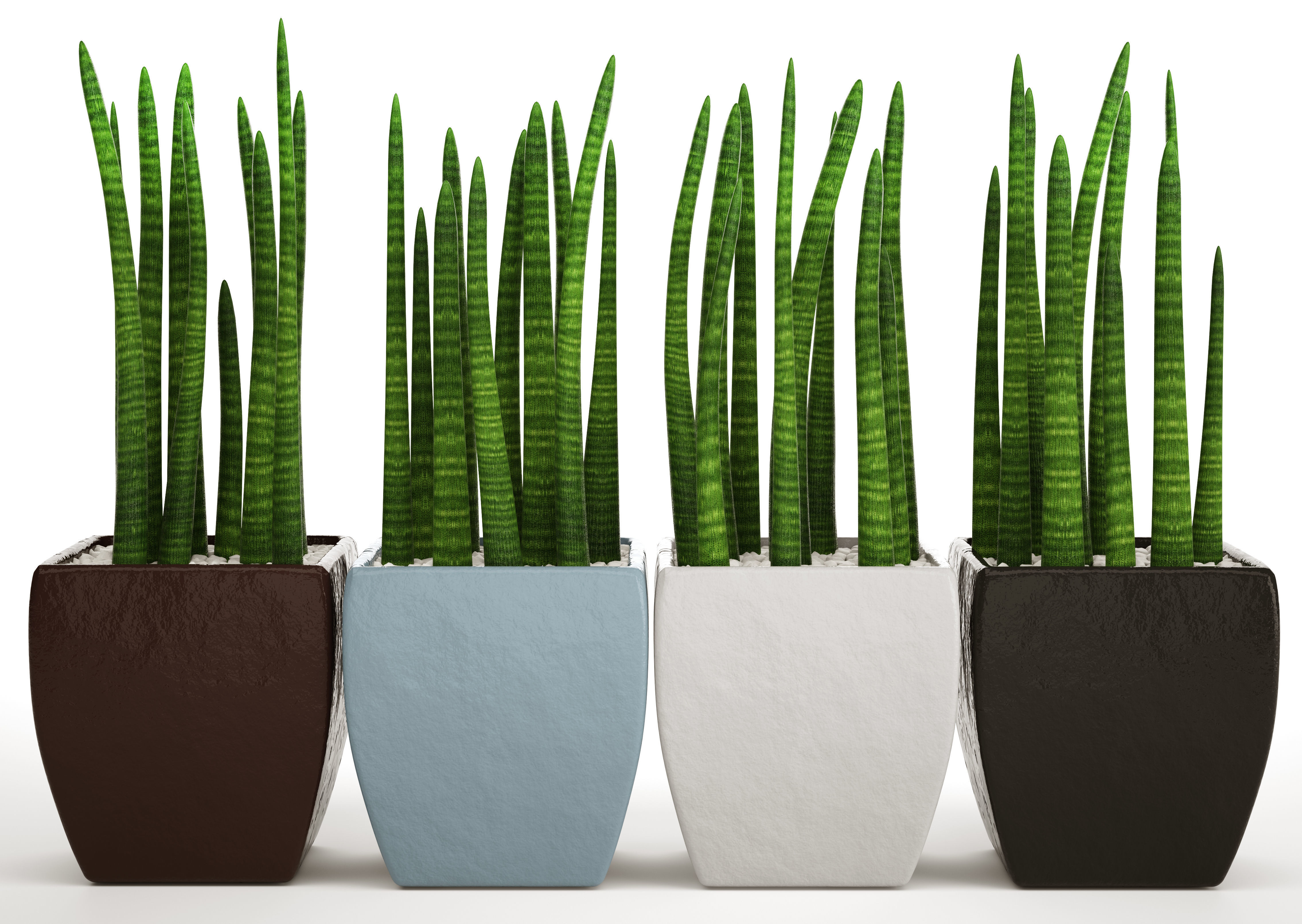 Sansevieria cylindrica set 4 3D model_8