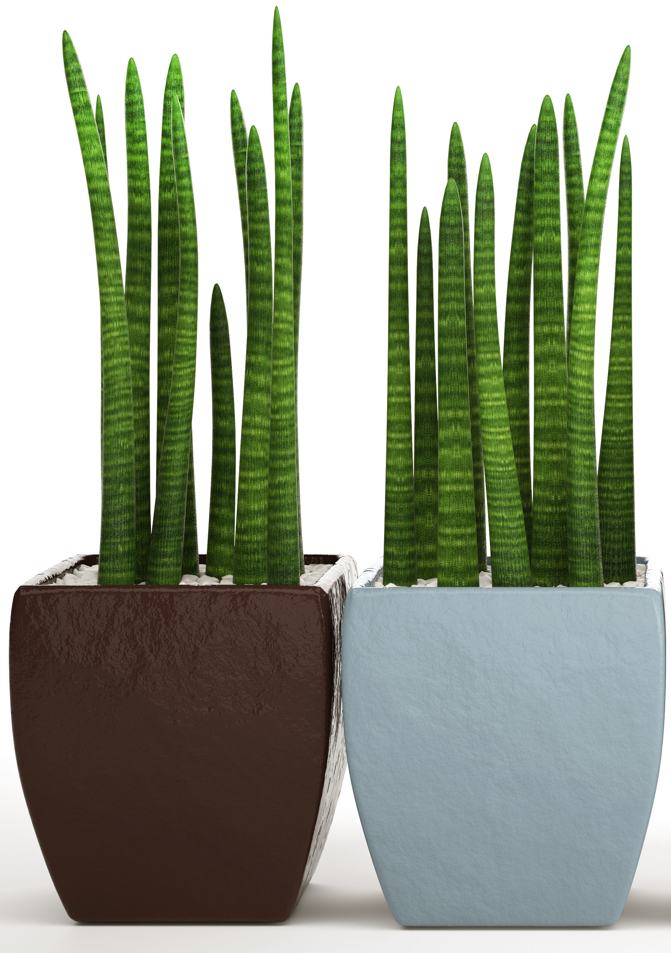 Sansevieria cylindrica set 4 3D model_1