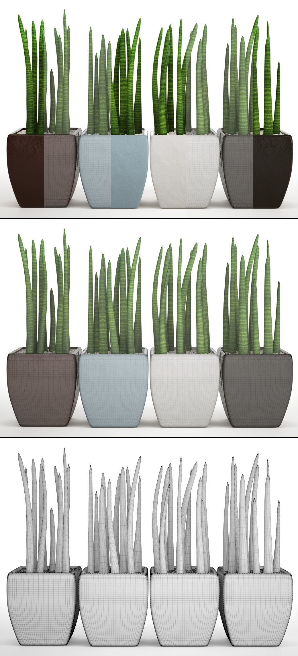 Sansevieria cylindrica set 4 3D model_5