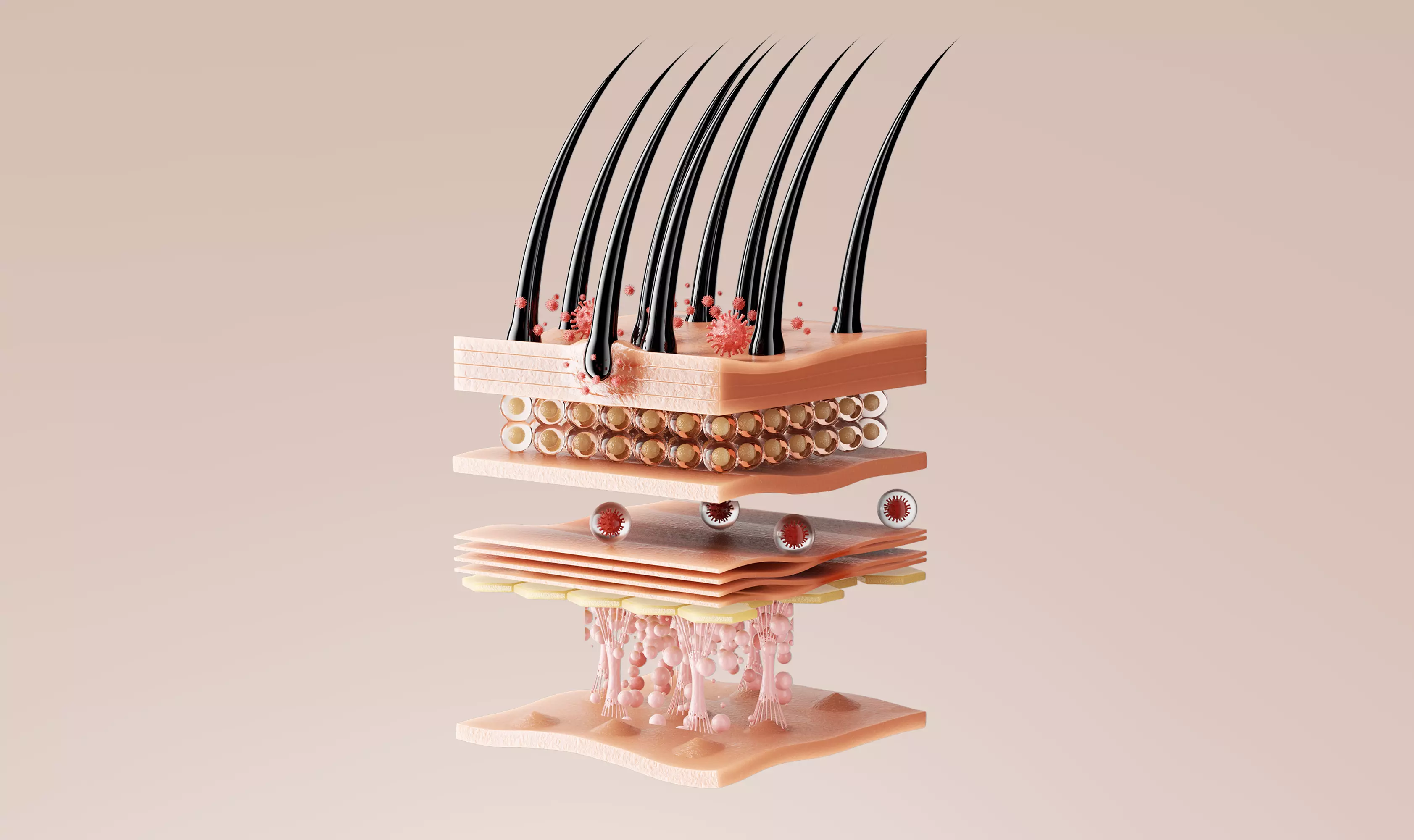 Hair Follicle Skin Layer Cross-Section Germ Virus 3D Medical 3D model