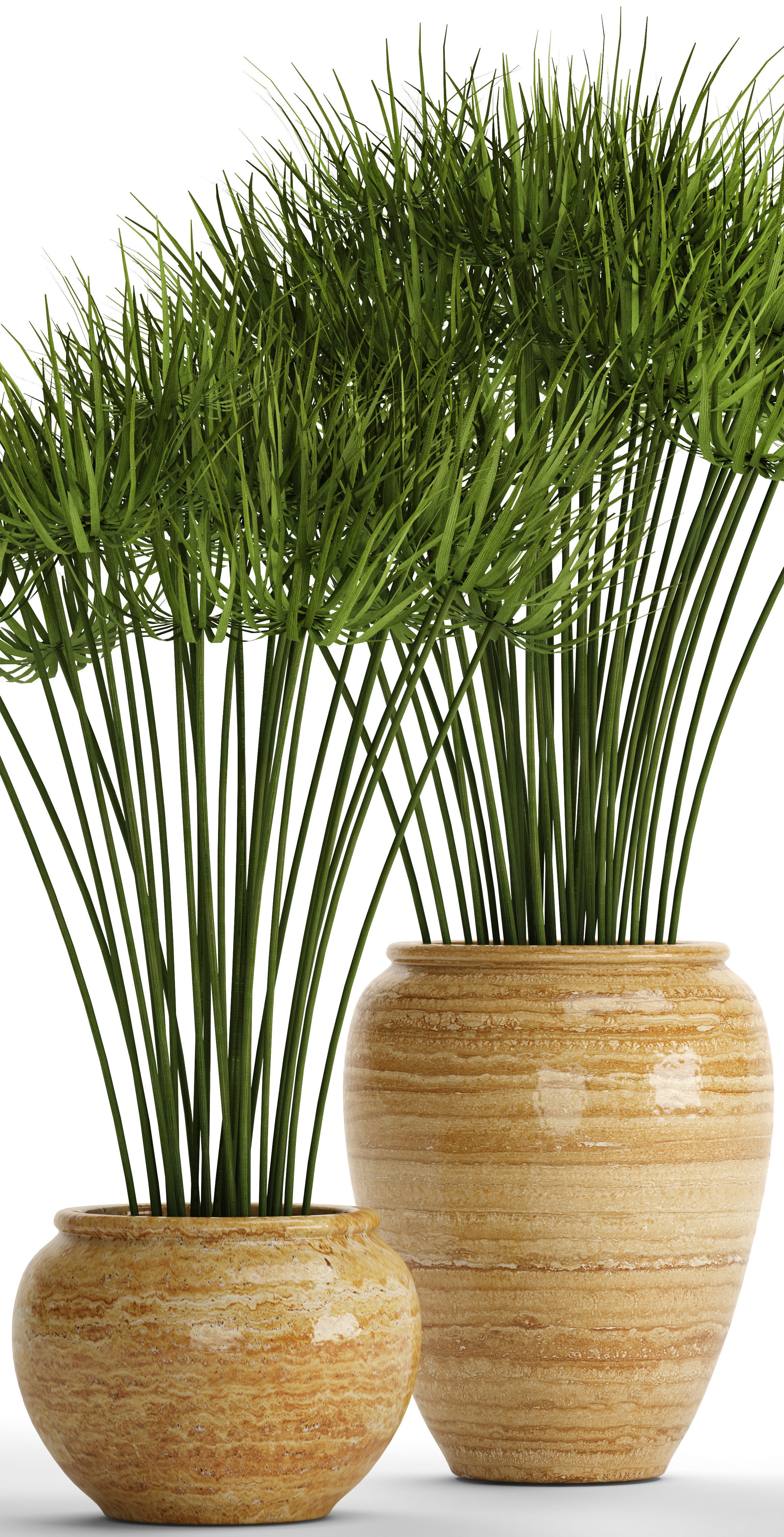 Cyperus alternifolius 3D model_10