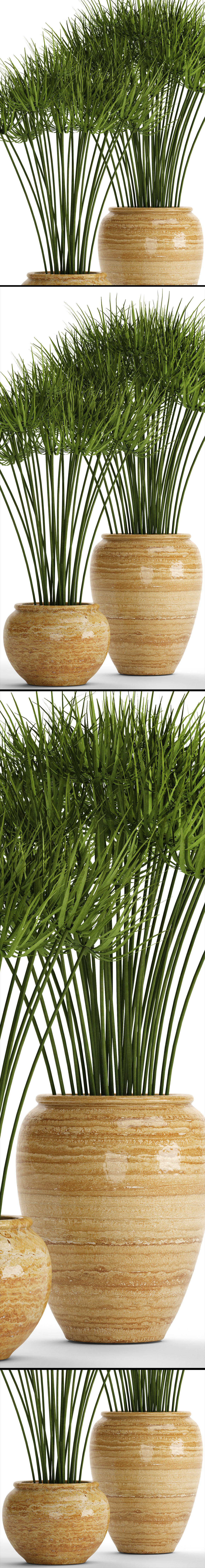 Cyperus alternifolius 3D model_6