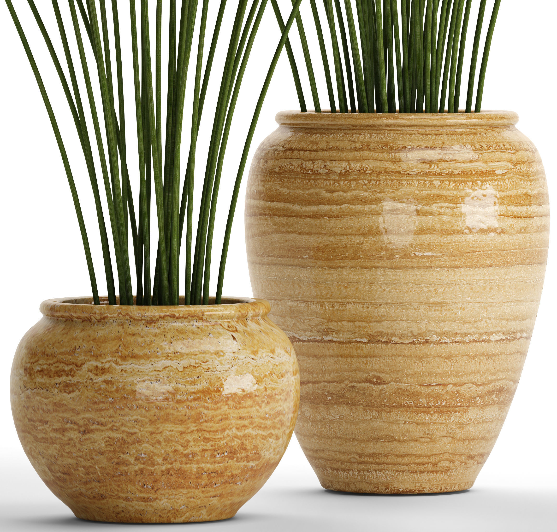 Cyperus alternifolius 3D model_1