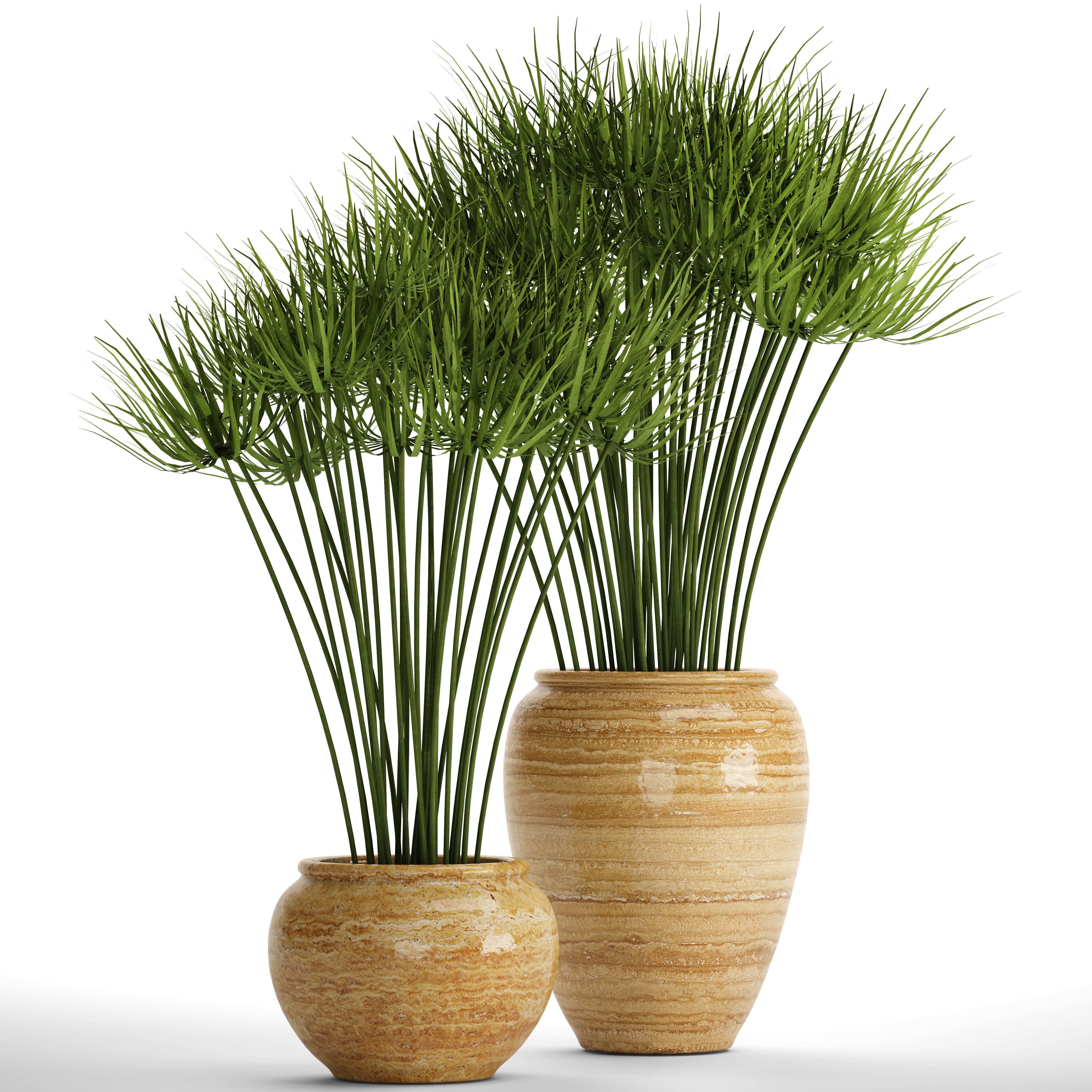 Cyperus alternifolius 3D model_7