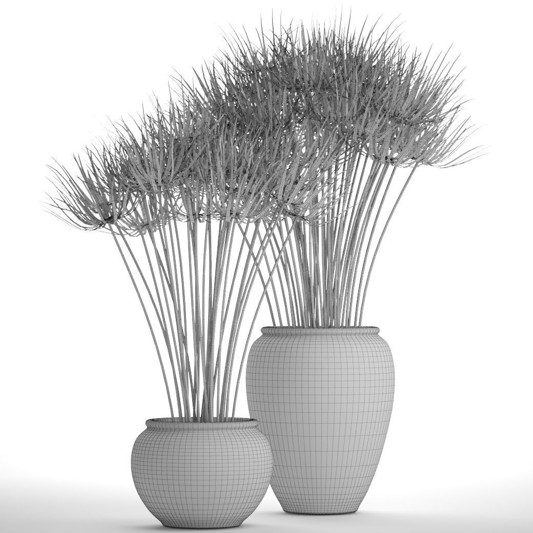 Cyperus alternifolius 3D model_4