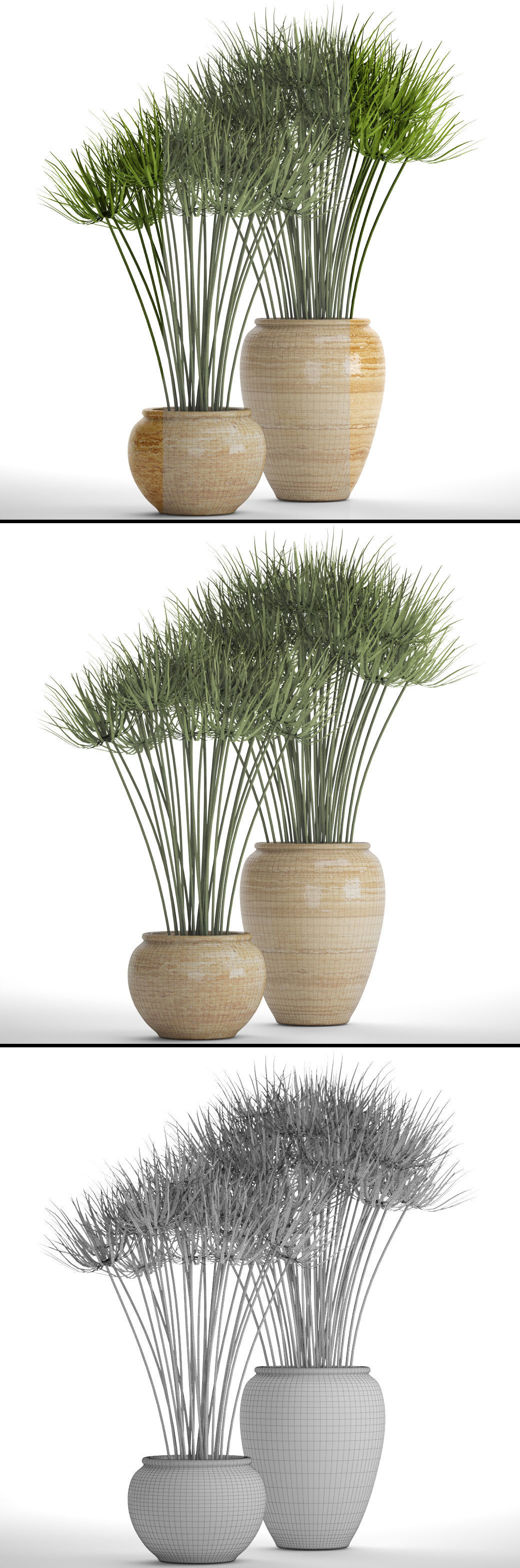 Cyperus alternifolius 3D model_5