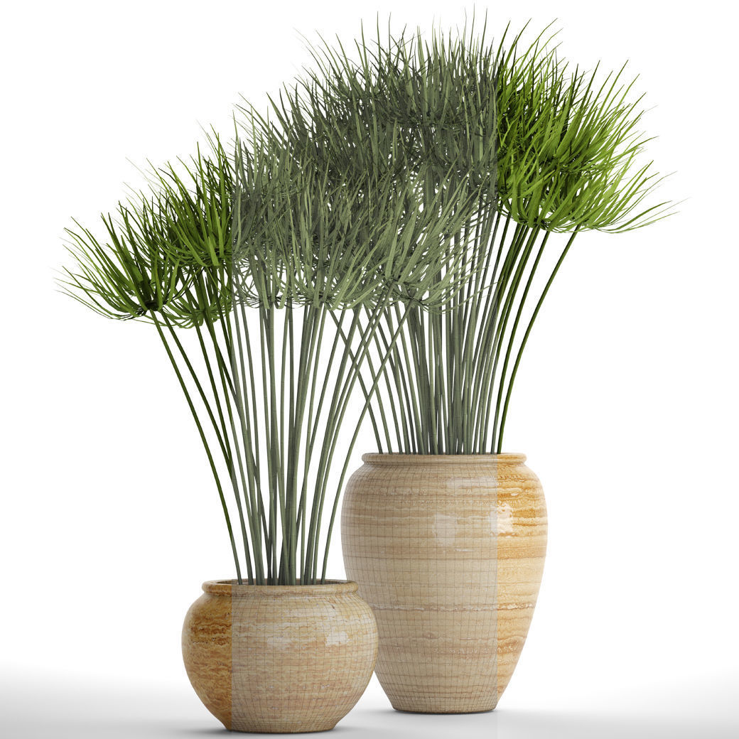 Cyperus alternifolius 3D model_2