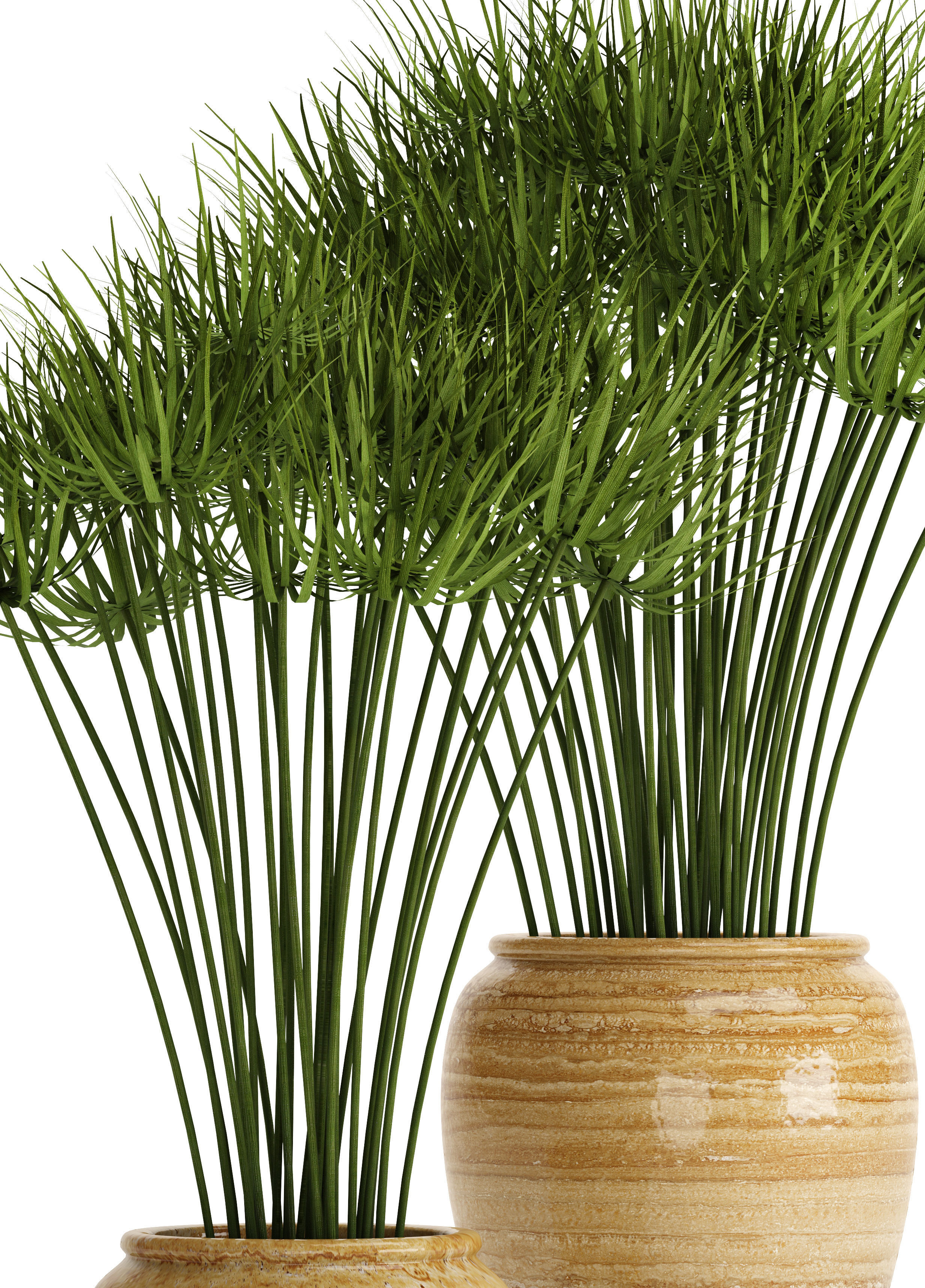 Cyperus alternifolius 3D model_8