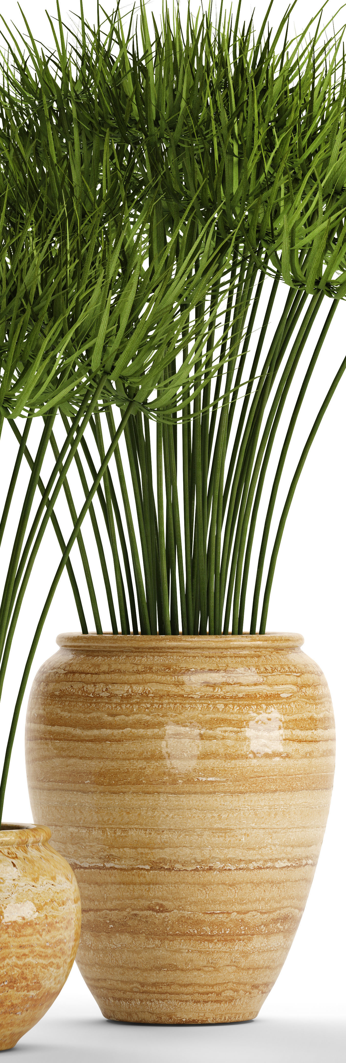 Cyperus alternifolius 3D model_9