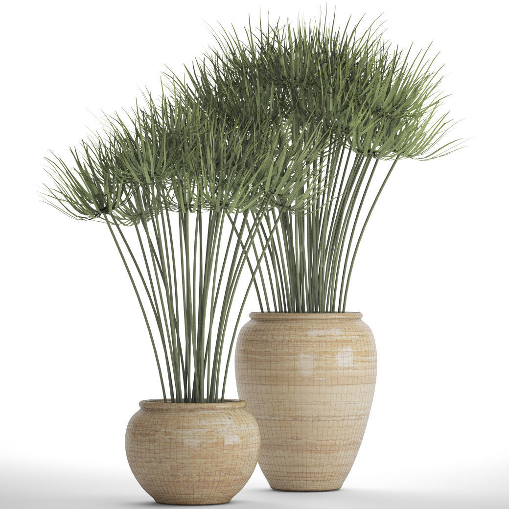 Cyperus alternifolius 3D model_3