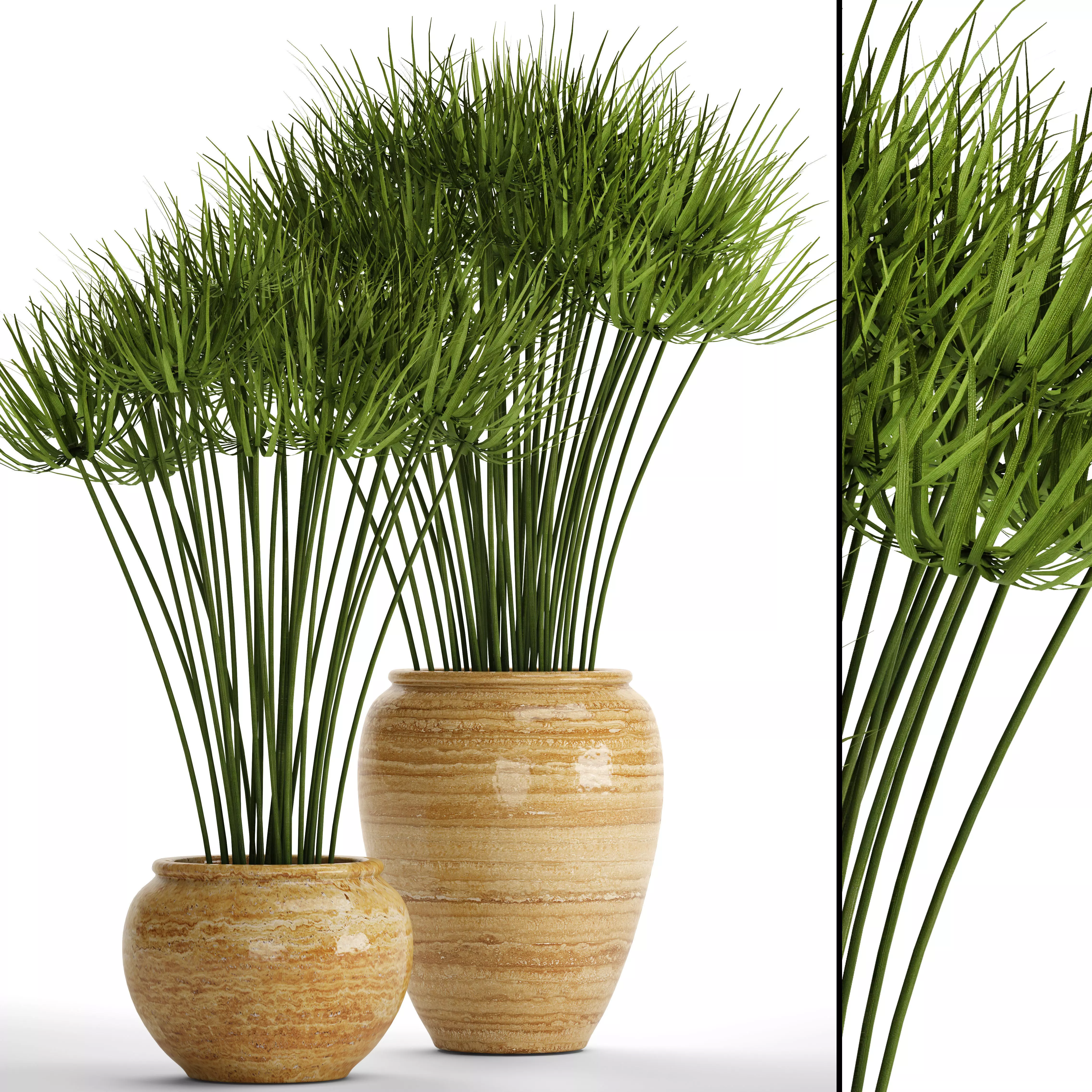 Cyperus alternifolius 3D model_0