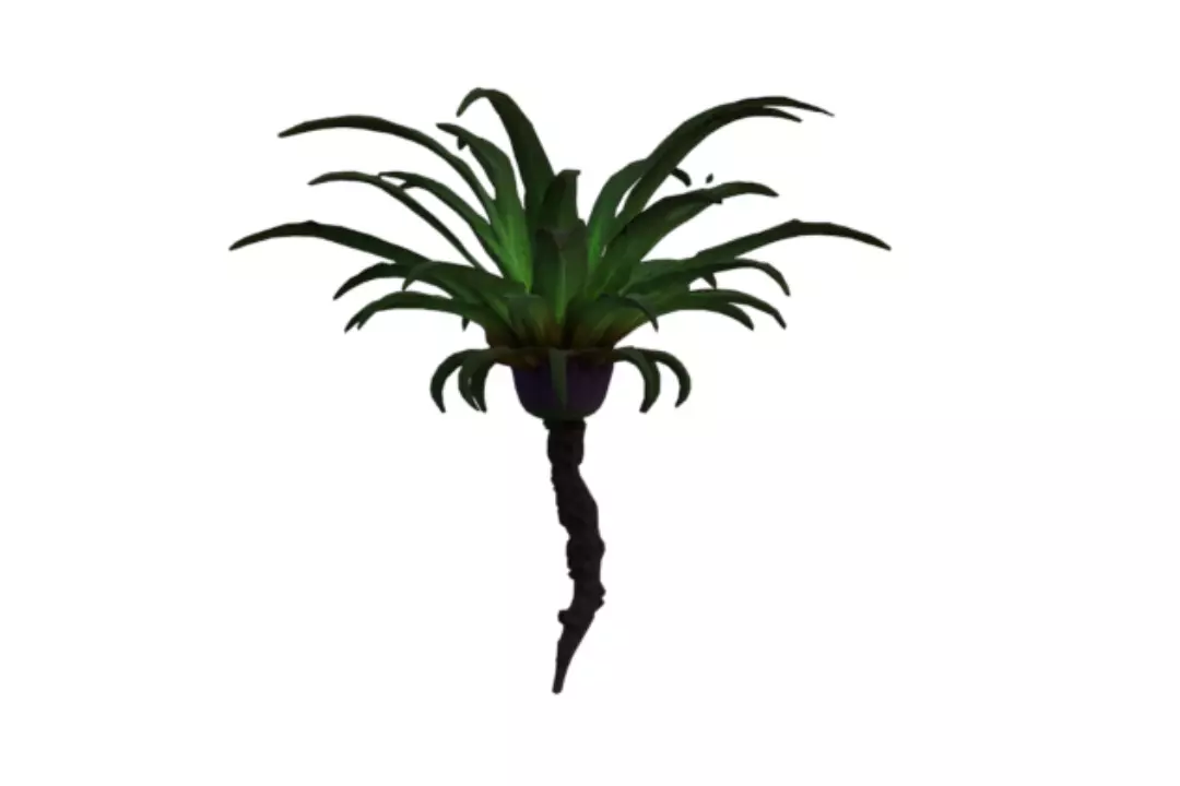 Palm Plant Free 3D model