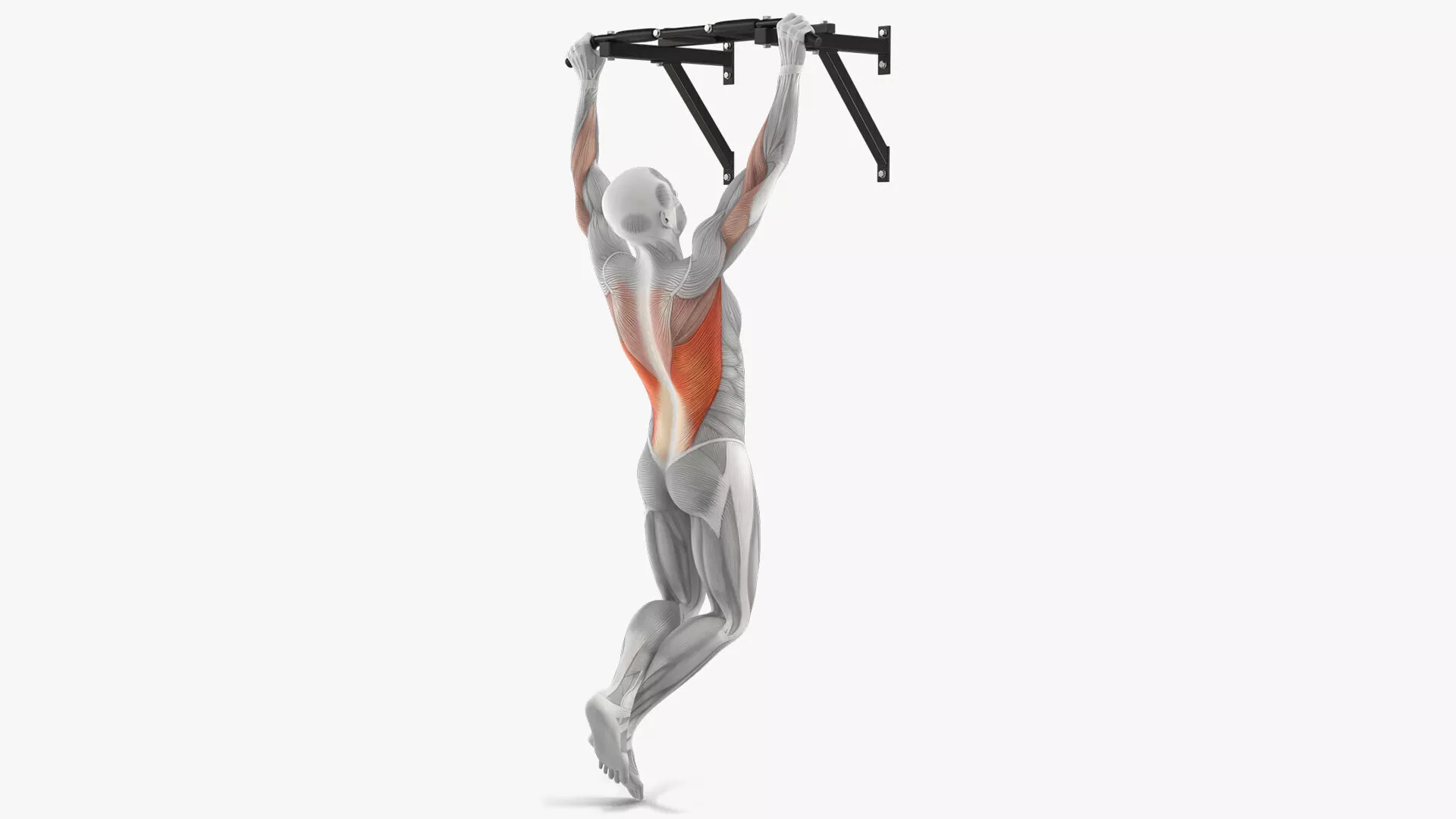 Male Muscular System Pull-up Excersise 3D model