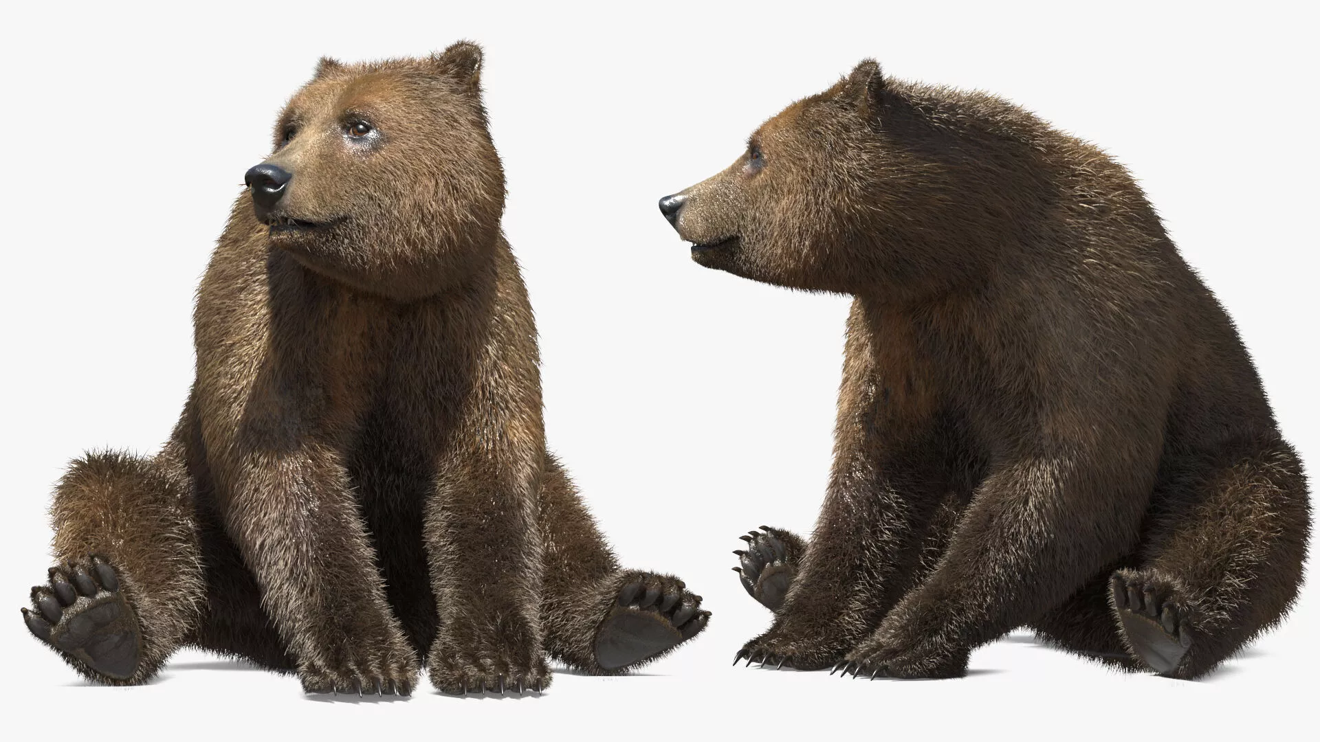 Realistic Grizzly Bear with Neutral Pose Fur Rigged 3D model