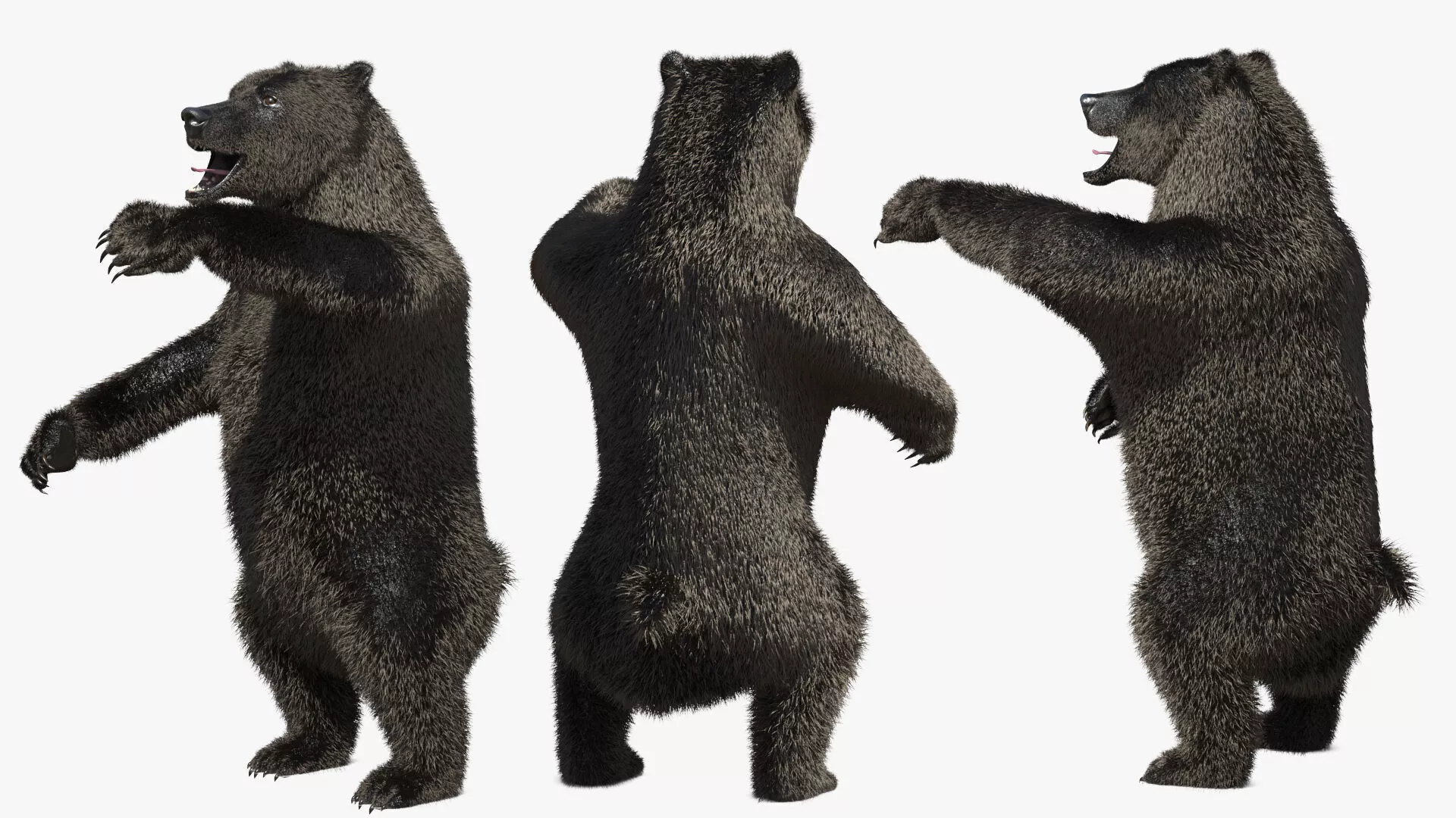 Attacking Brown Bear Fur 3D model