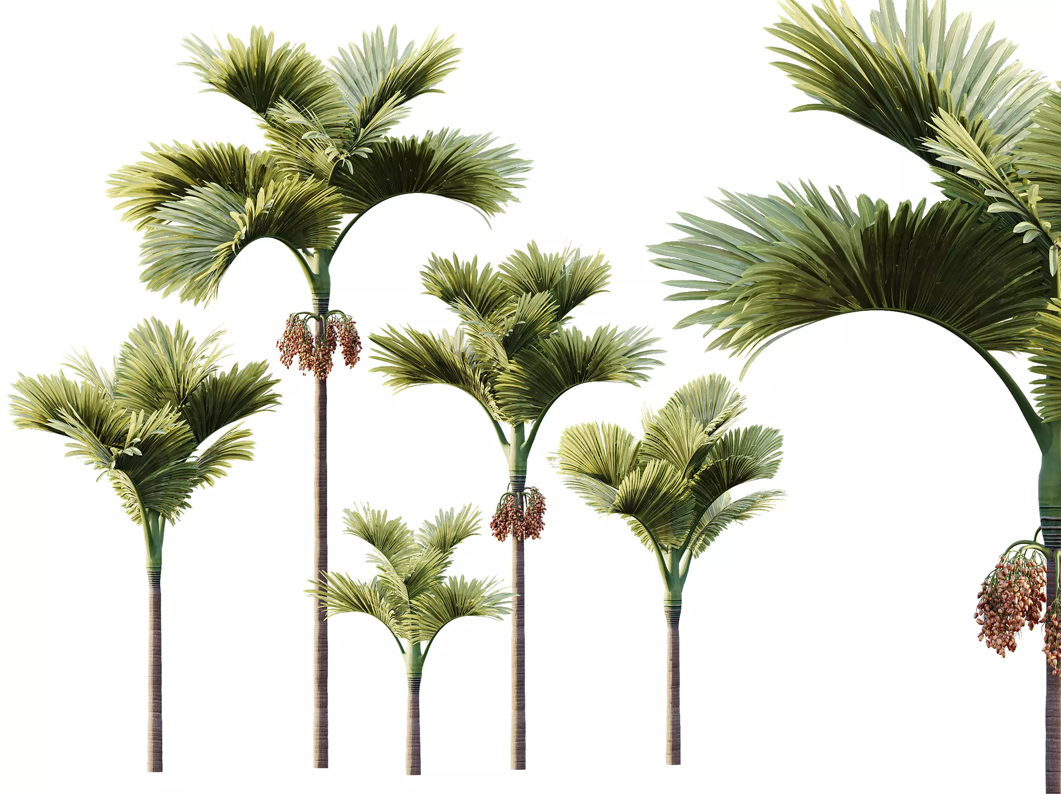 AV Plant Areca Catechu Palm Tree 01 3D model