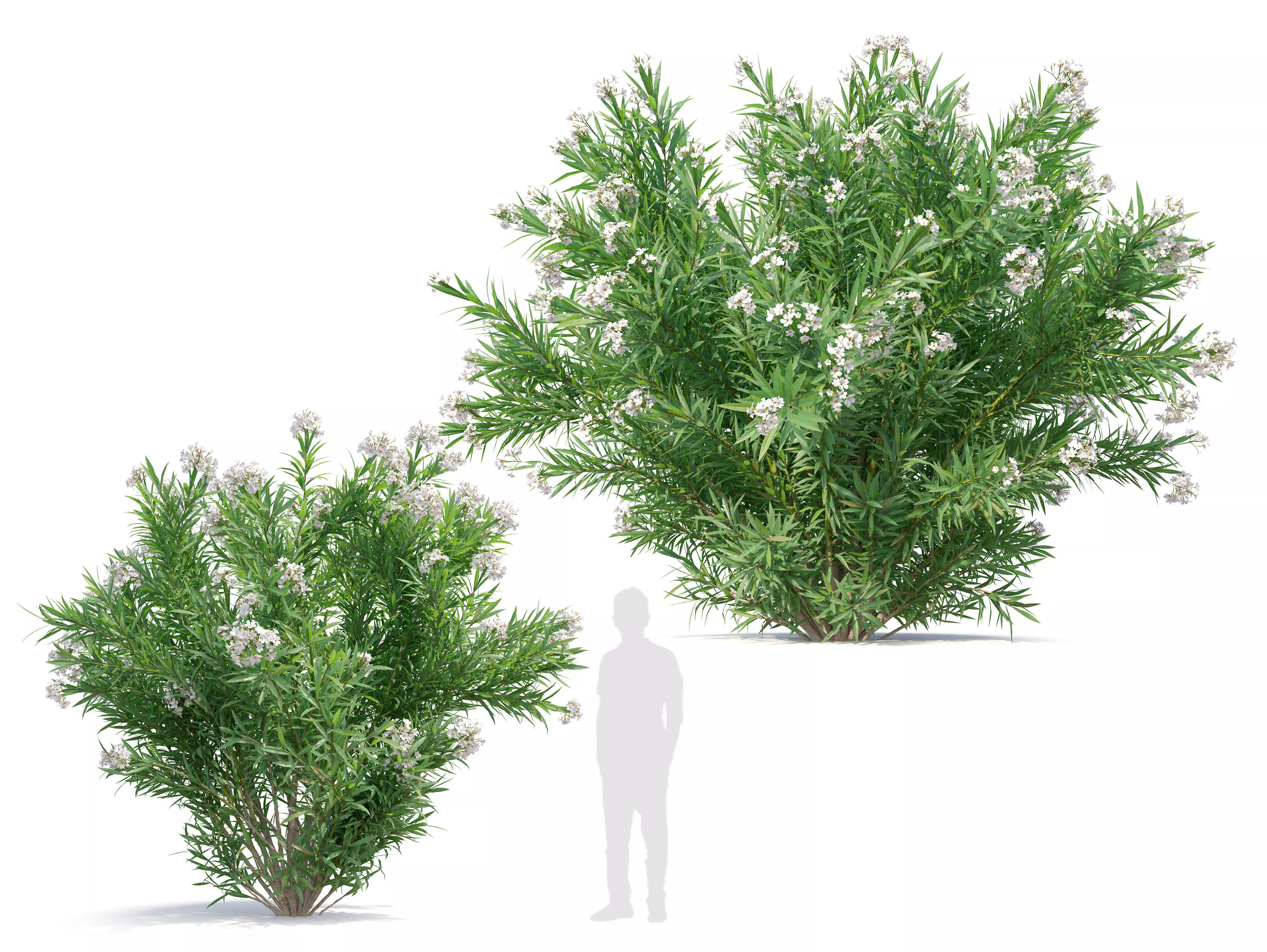 Oleander 2 3D model