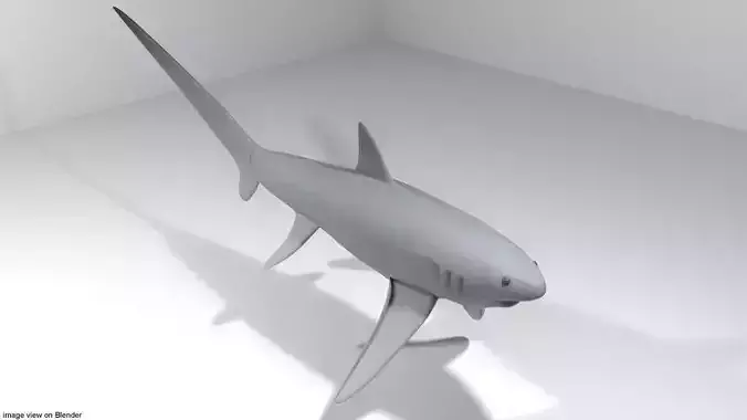 Shark - Fox