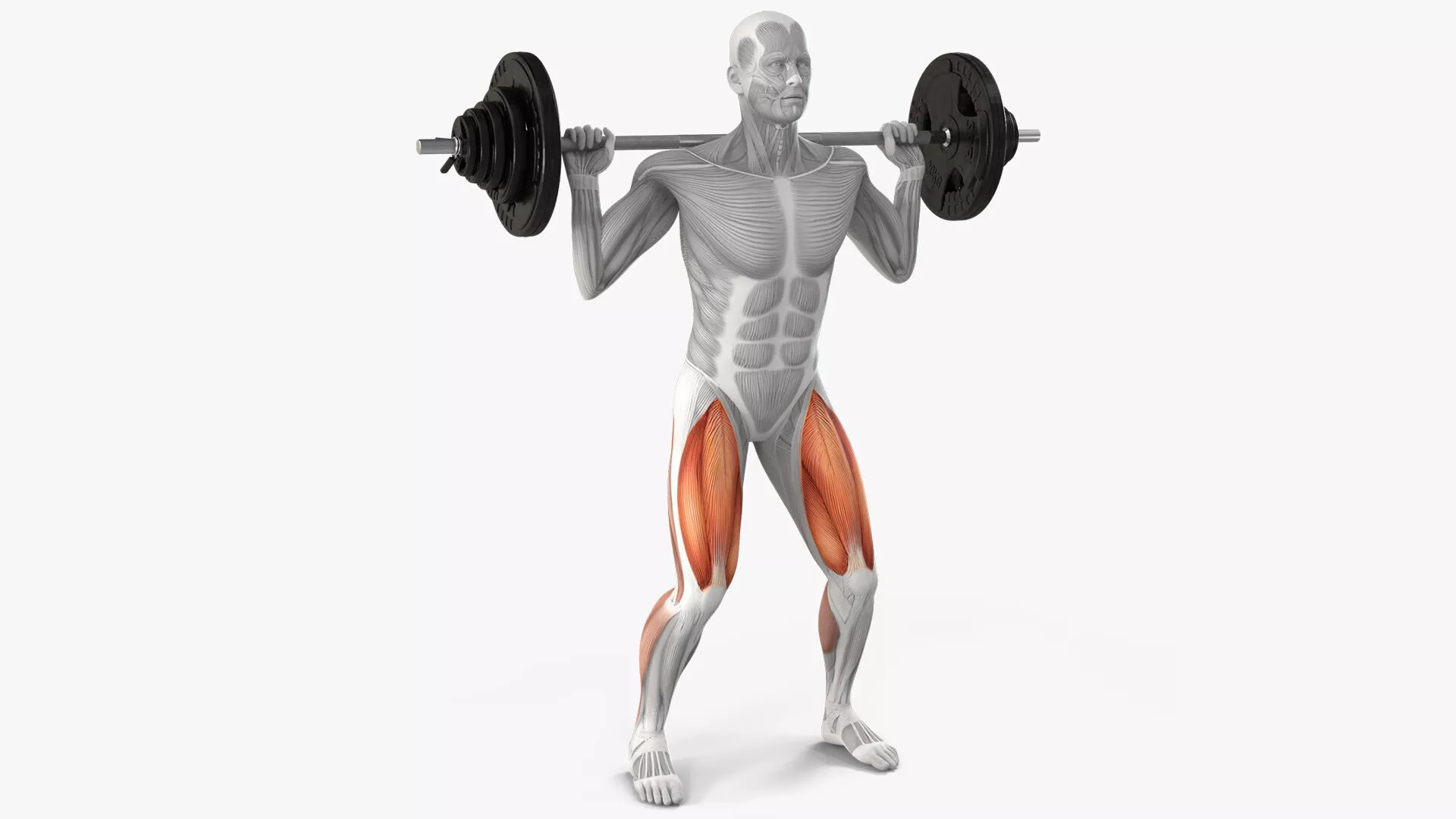 Anatomy Male Muscular System Squats Animated Rigged 3D model