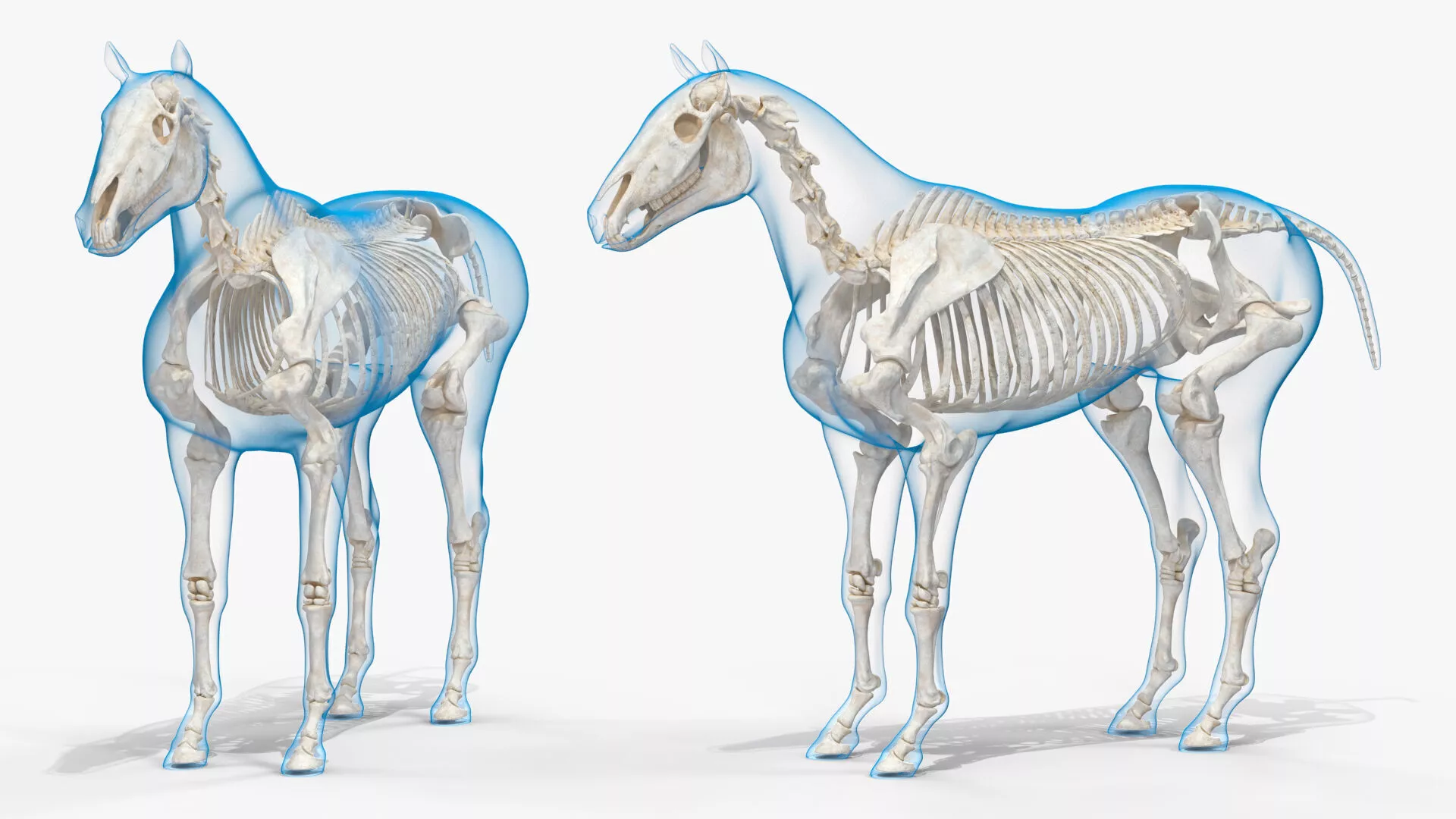 Horse Skeleton Anatomy Rigged for Maya 3D model
