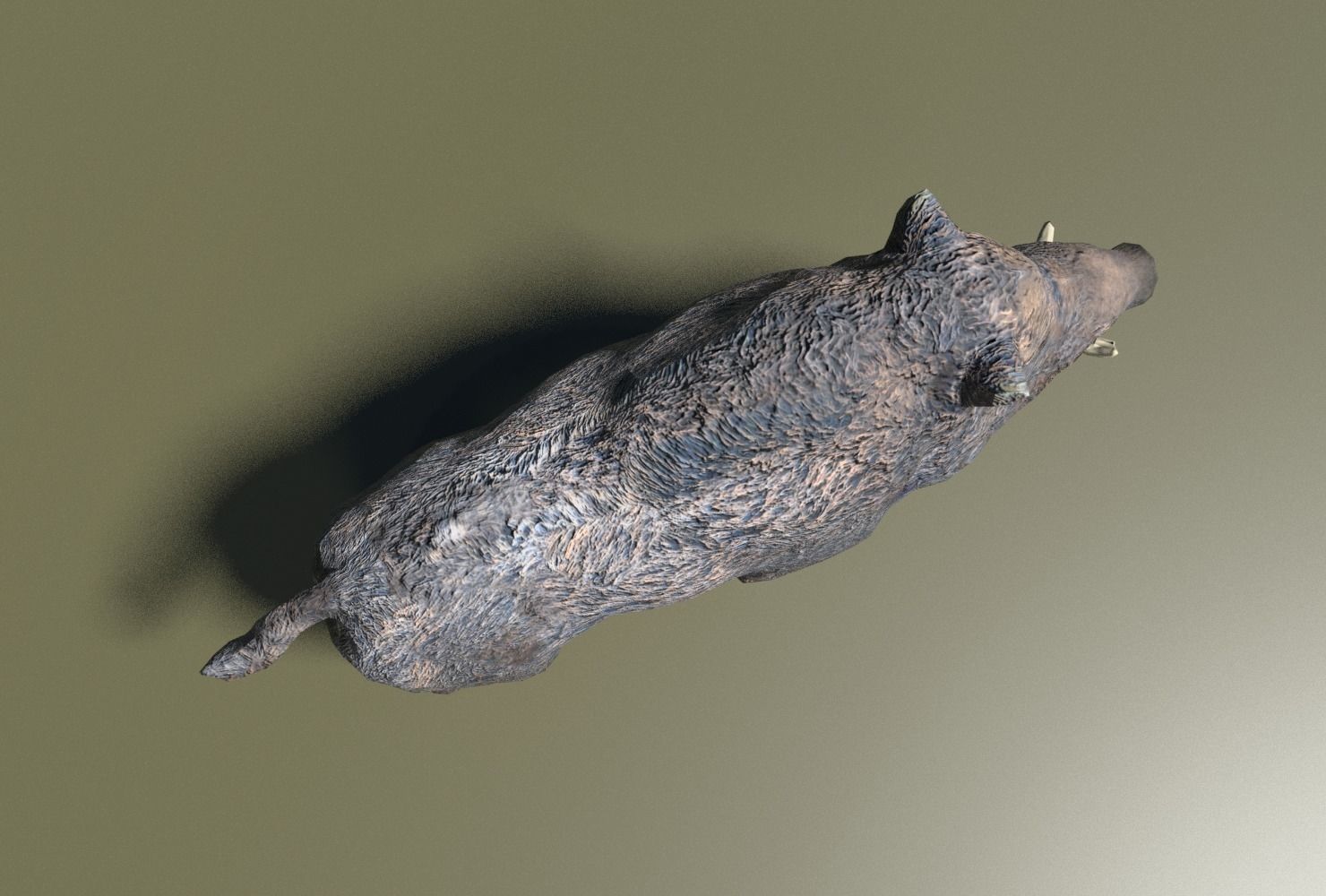 Wild Boar Low-poly Low-poly 3D model_7