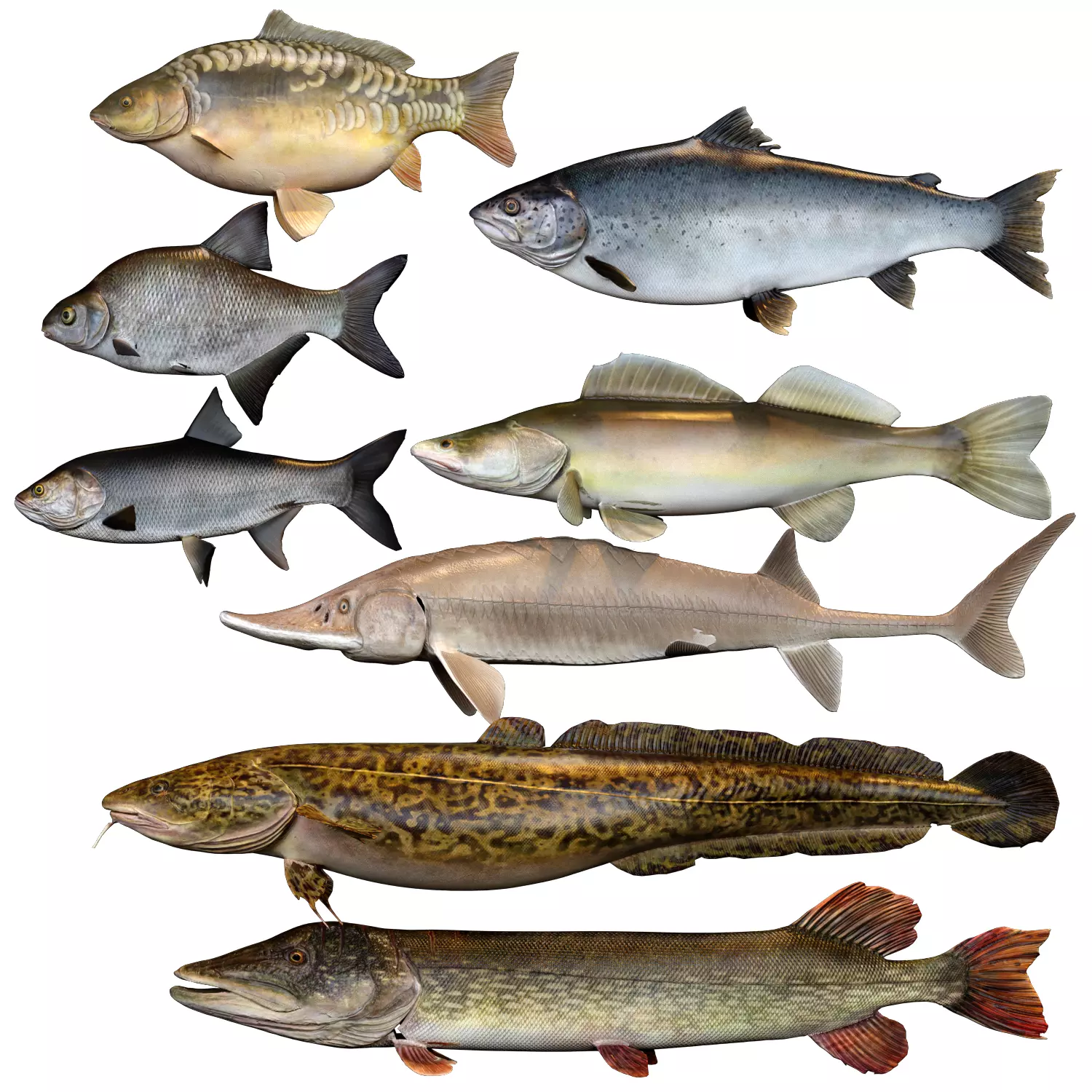 River Fish Set 3D model