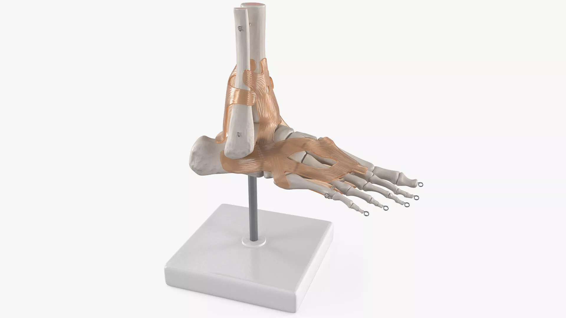 Human Ankle Skeleton Model with Visible Tendons 3D model